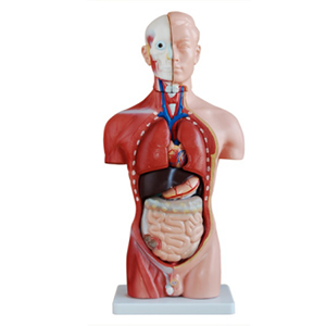 42cm male torso Anatomical model(13 parts)